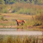 A-Royal-Bengal-Tiger-stands-edge-of-water