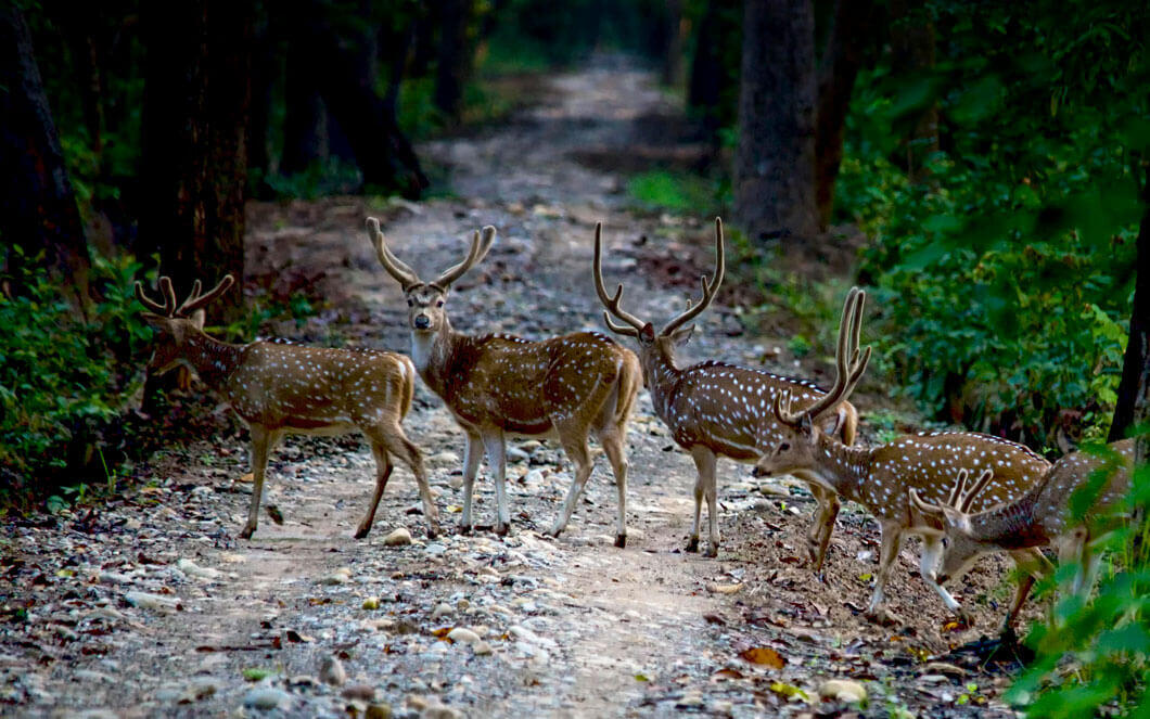 http://Some-Deers-walking-in-jungle