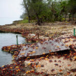 Crabs coming from the surrounding forests gather near the sea to spawn in Playa Giron Cuba