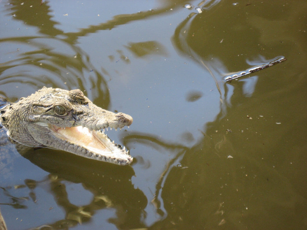 Crocodiles on sepik river